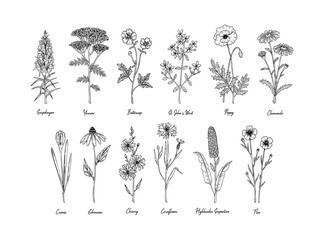 Set of hand drawn meadow flowers with names isolated on white. Vector illustration in sketch style - obrazy, fototapety, plakaty