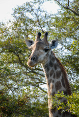Giraffe amongst trees, South Africa