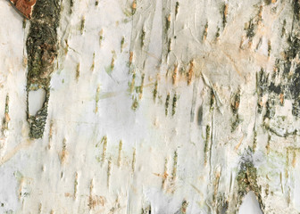 Natural wood texture background with raw birch textures for forestry and wooden wallpaper. White...