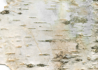 Natural wood texture background with raw birch textures for forestry and wooden wallpaper. White birch-tree bark for rough wooden wall.
Organic materials for print design and rustic web banner.