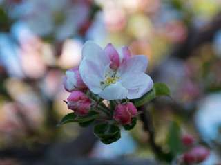 Fototapeta na wymiar Kwitnie jabłoń wiosną w Polsce 