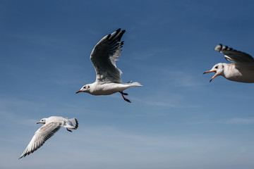 White bird gull in flight in the blue sky on the coast sea in summer