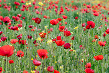 Fototapeta na wymiar Poppy field, contrast of red and green. Ppaver Rhoeas