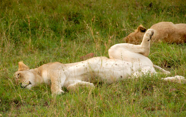Lioness lounging in green grass, KwaZulu-Natal, South Africa

