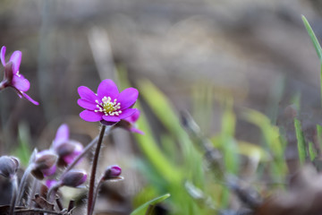 Purple Hepatica flower close up