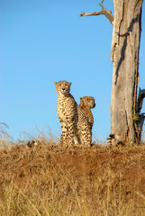 Cheetah sitting on sand mound looking to the side, KwaZulu-Natal, South Africa