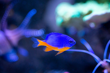 Azure Damselfish (Chrysiptera hemicyanea) on a reef tank with blurred background