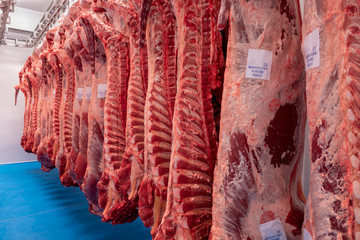 A lot of raw meat hanging and arrange in a row in a meat factory.