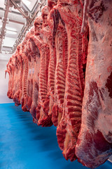 A lot of raw meat hanging and arrange in a row in a meat factory.
