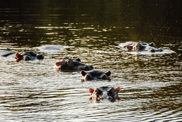 Pod of hippopotamuses in water at sunset, South Africa