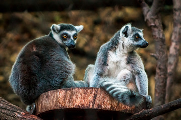 Lemurs playing on a sunny day in an enclosure at the zoo
