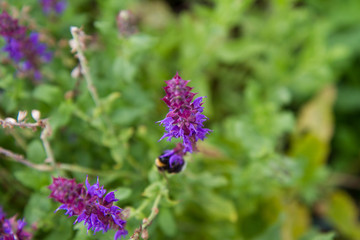 Sage (Salvia) plant blooming in a garden, with a bumble bee out of focus in the background