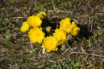 Group with yellow spring flowers, Pheasants eye