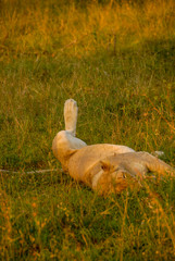 Lioness lounging in green grass, South Africa