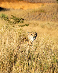 Cheetah sitting on sand mound looking to the side, Phinda Private Game Reserve, South Africa