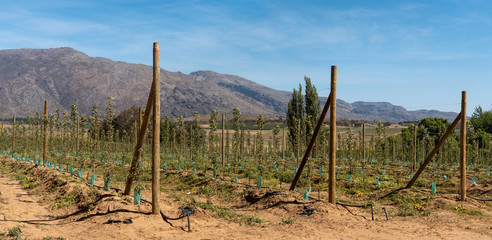 Ceres, Swartland, South Africa. 2019. Fruit and wheat producing area of the Swartland close to...