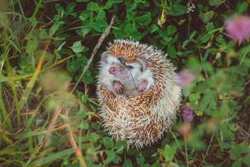 Naklejka na ściany i meble a muzzle of a hedgehog looks out from a ball in summer grass