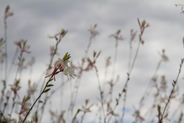 White gaura or Beeblossom (Gaura lindheimeri) plant blooming seen against a cloudy sky