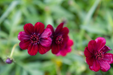 Obraz premium Chocolate cosmos plant blooming in a garden