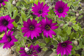 Flor morada