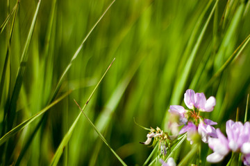 Securigera varia during flowering in the meadow. Blooming speckled mottled close-up in the meadow on a summer day. Varicoloured multicolored flowers on a blurred background of green grass. 