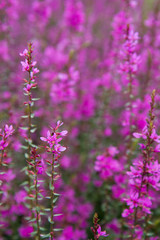 Purple plant flowers blooming in a meadow