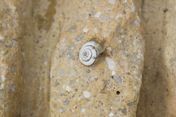 Caracol
