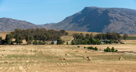 Ceres, Swartland, South Africa. 2019. Wheat producing area of the Swartland close to Ceres.