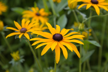 Coneflower blooming in a garden