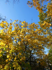 Autumn panorama in the afternoon, Germany