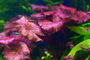 Red Leaves of Nymphaea 'Red Tiger Lotus'. Freshwater Colorful Aquarium Plant. Underwater photo