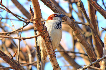 tired bird looking for food