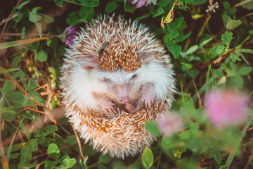 a hedgehog curled up in a ball in summer grass close up