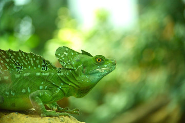 Helmet Basilisk
