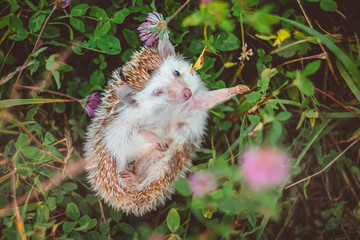 a cute hedgehog pulls a paw to a grass on the clover meadow