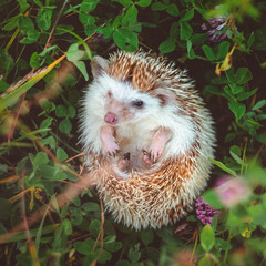 a hedgehog curling up in a ball in summer grass close up