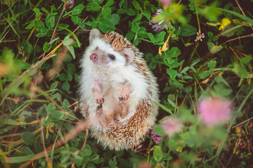 a little cute hedgehog on the clover meadow with paws up