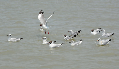 silver gull stock photo and sea image