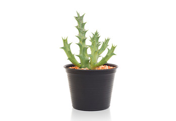 Succulent plants in a black color pot isolated on a white background.