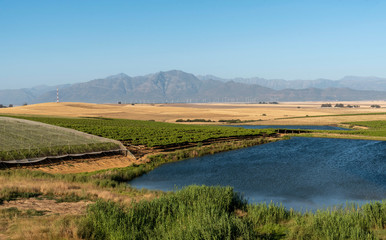 Riebeek Kasteel, Swartland, South Africa. 2019. Overview of the vineyards and wheat producing farms looking towards Gouda in the Swartland region.