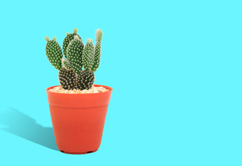 Opuntia cactus in a pot on a blue color background with copy space on the right side of the picture.