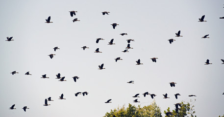 Climate change is more challenges for migratory birds