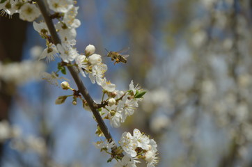 
Flowering branch with flying bees