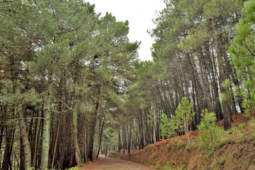 bosque de pinos en el Juanar  Ojén  Andalucía España 