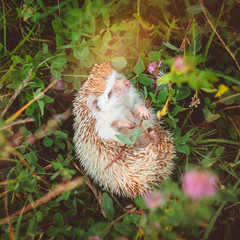 a hedgehog lying in grass with a flower in paws in warm light