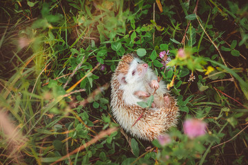 a hedgehog lying in grass on its back with a flower in paws © Anna