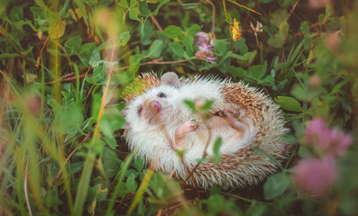 hedgehog lying in grass on its back looking at you