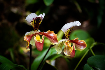 orquídeas silvestres de color amarillo, naranja y blanco en la penumbra de un jardín
