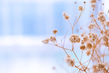 Beautiful gypsophila flower abstract background. Light blue sky background with copy space. Wallpaper