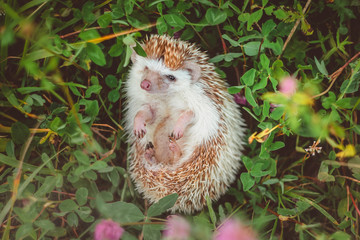 a hedgehog lying in clover meadow looking cute
